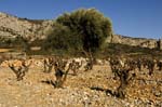 2662_61837VIGNES_OLIVI#801B