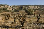 2664_61844_VIGNES_OLIV#8019