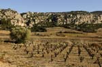 2665_61845_VIGNES_OLIV#8018