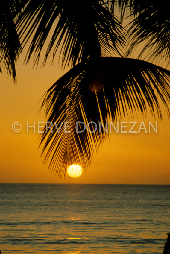 0002394-MARINE-SUNRISE-PALM TREE