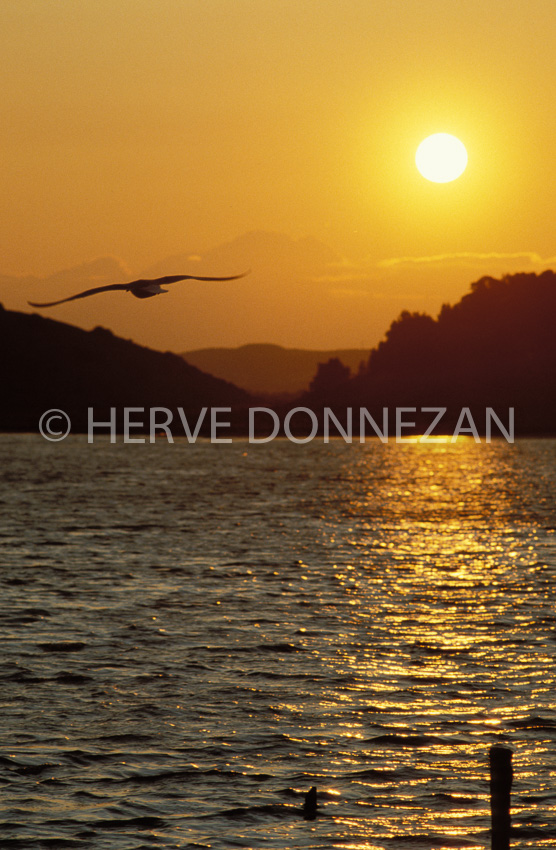0227 SUNSET MOUETTE_