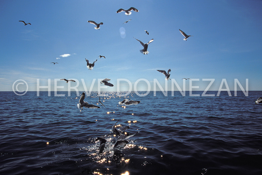 0456_22278_MOUETTES_