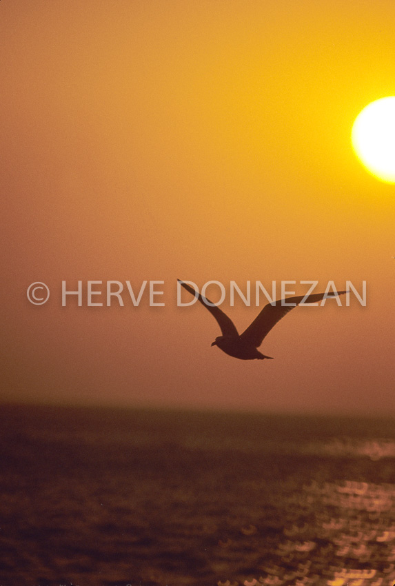 2276_40827MOUETTE_SUNSET_