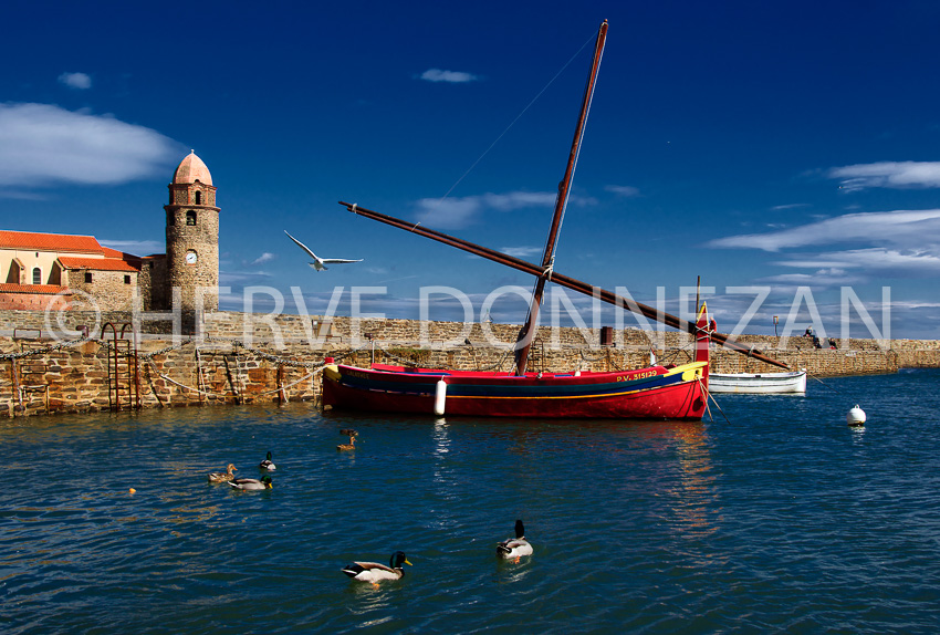 3508_0371_COLLIOURE_CATALANE_MOUETTES