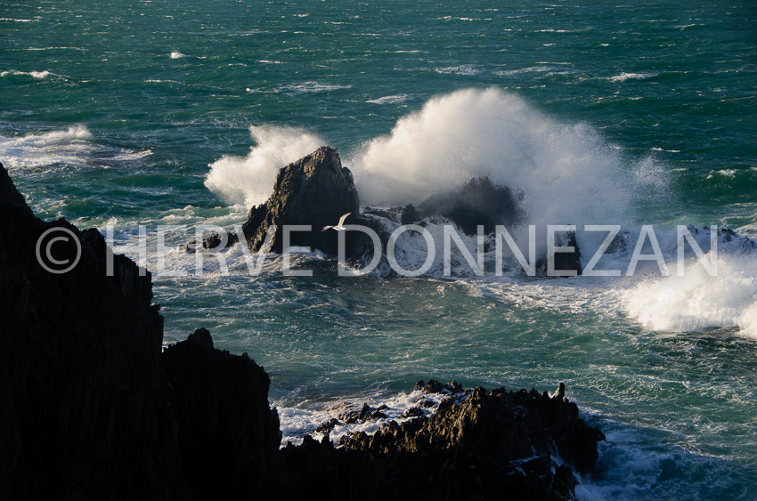 4708_685_MOUETTE_VAGUE-
