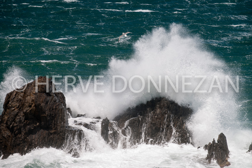 4836_1557_MARINE_MOUETTE_TEMP