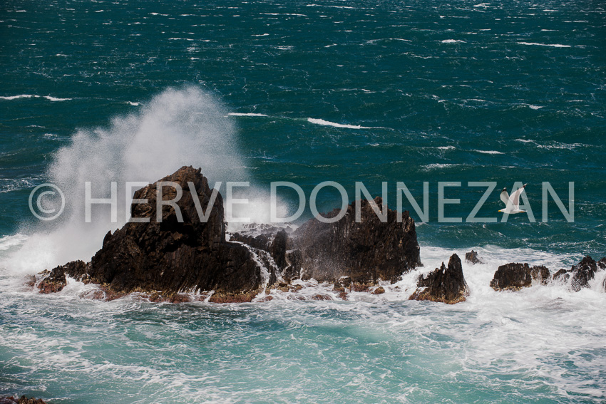 4850-1946-VAGUE)MOUETTE