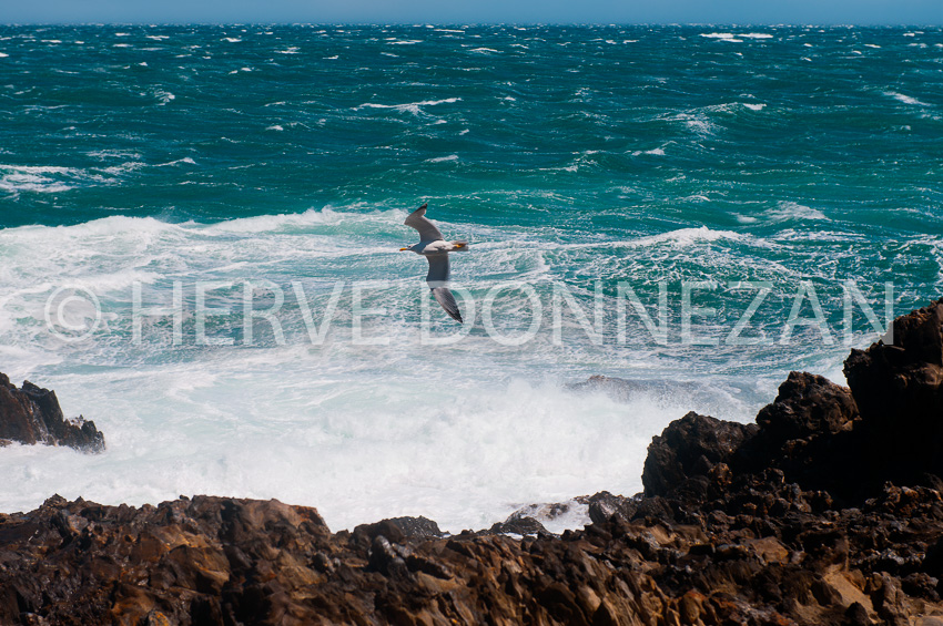 4900_1526_MARINE_COLLIOURE