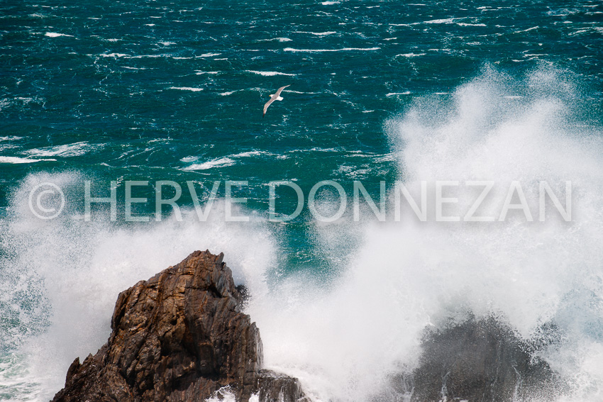 4901_1558_MARINE_MOUETTES