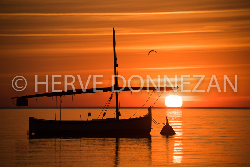 5917--0140042-CATALANE SUNRISE-PAULILLES