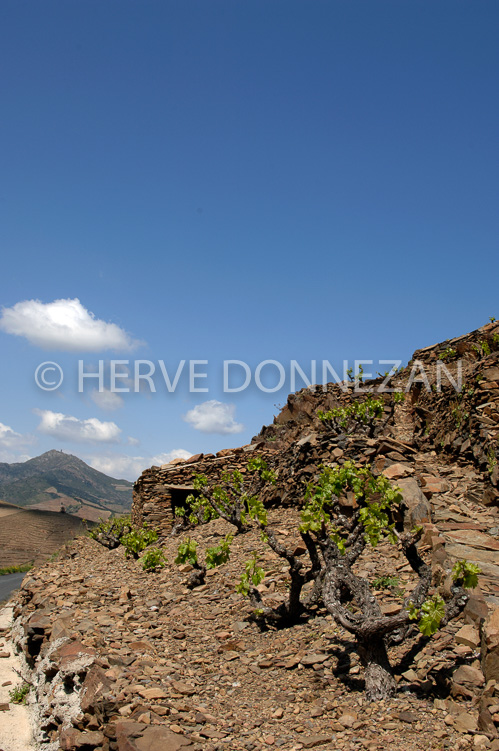 1542_49123_CASOT_BANYULS