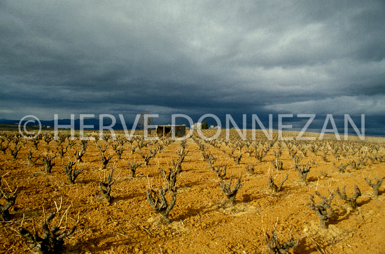 1689_21776 VIGNE ORAGE