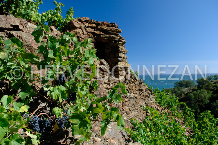 2150_52108_BANYULS CASOT