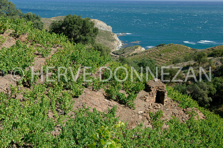 2152_52112_BANYULS CASOT