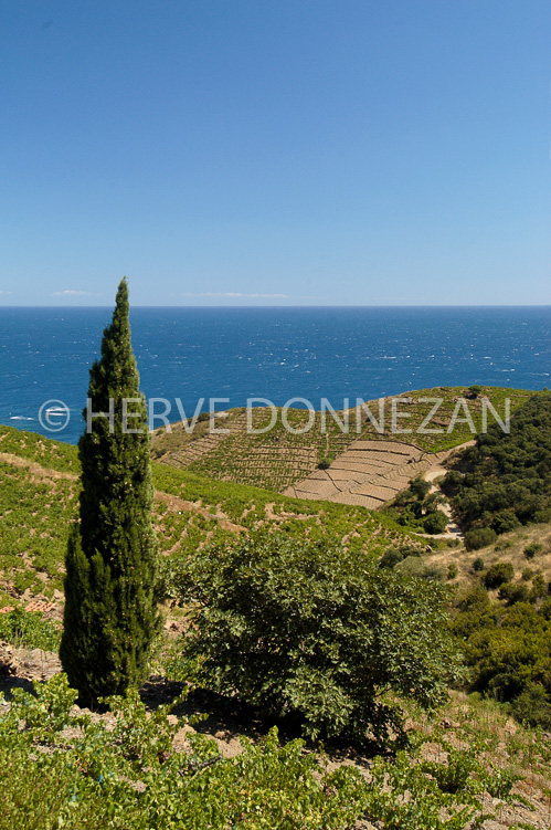 2306_BANYULS_CYPRES VIGNES