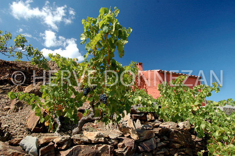 2365_33328_COLLIOURE_ST_ELME