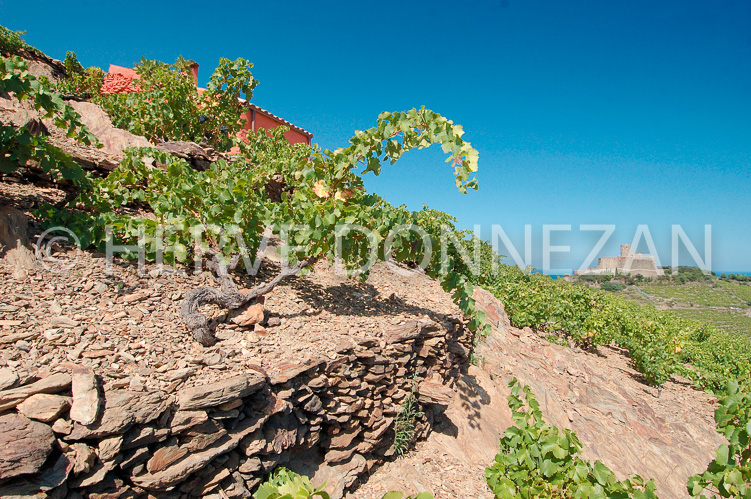 2367_33349_CASOT_ROSE_ST_ELME