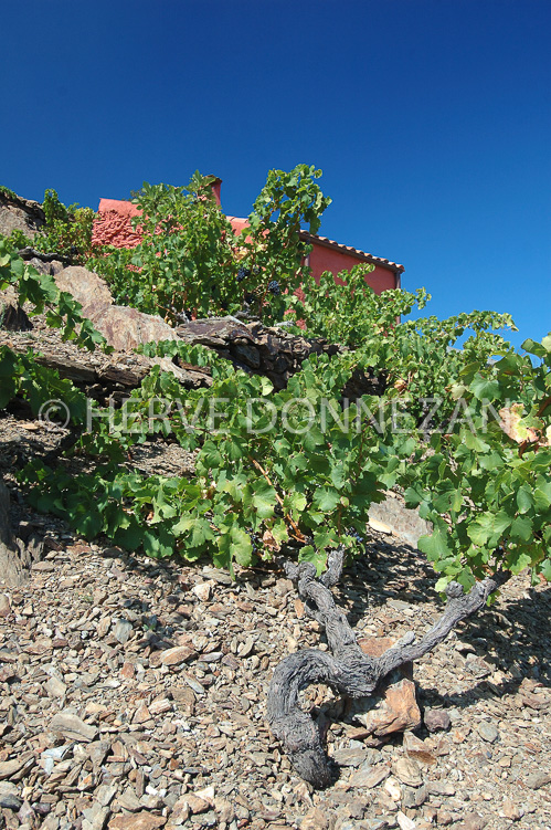 2374_33347_CASOT_ROSE_CEP