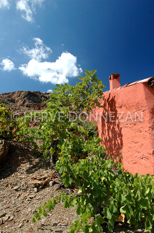 2398_33331_CASOT ROSE
