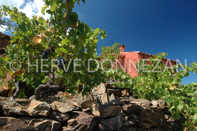 2400_33340_CASOT_VIGNE
