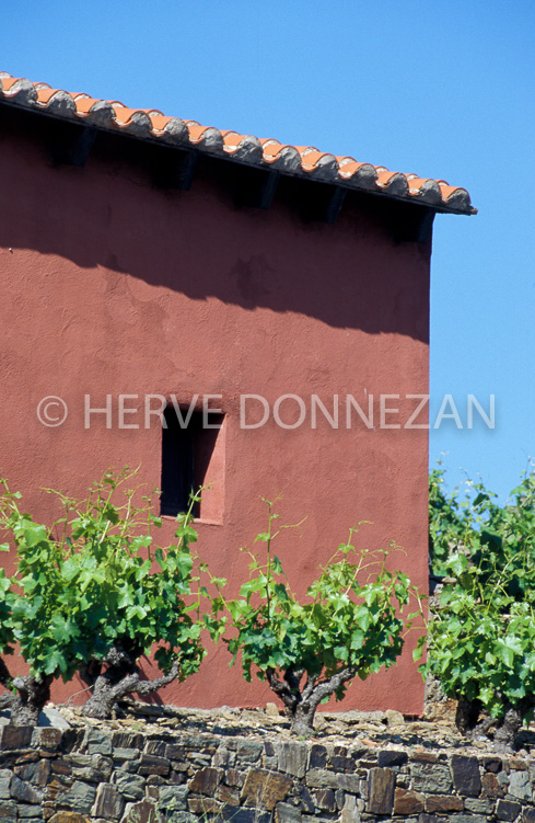2413_26519_CASOT_ROSE