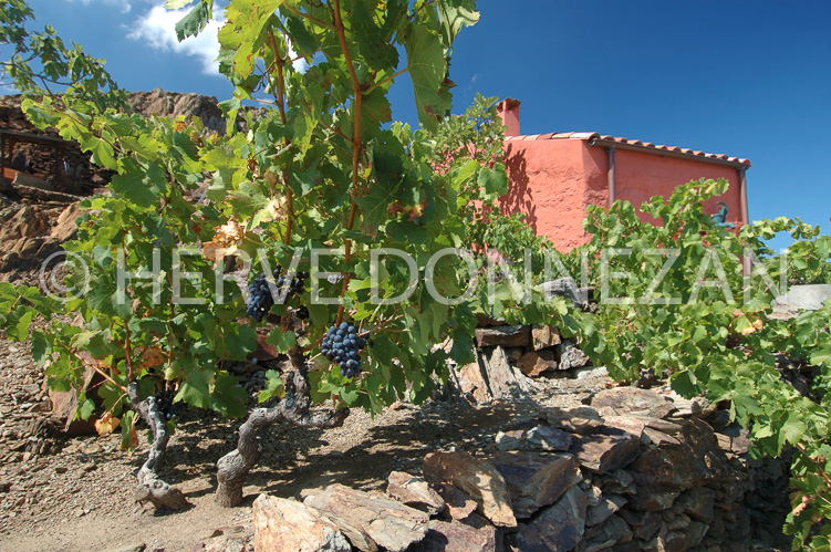 2415_33341_CASOT ROSE