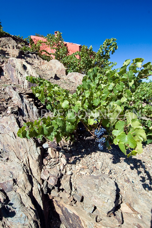 2468_46813_CASOT_ROSE_CEP