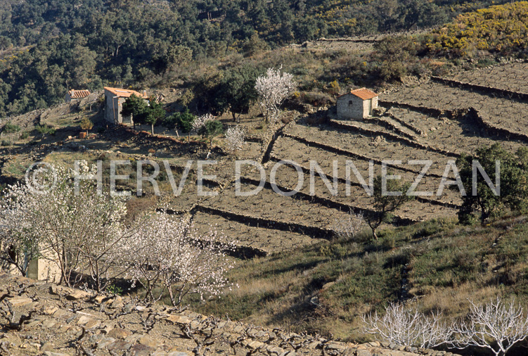 2469_39061_CASOT_AMANDIER