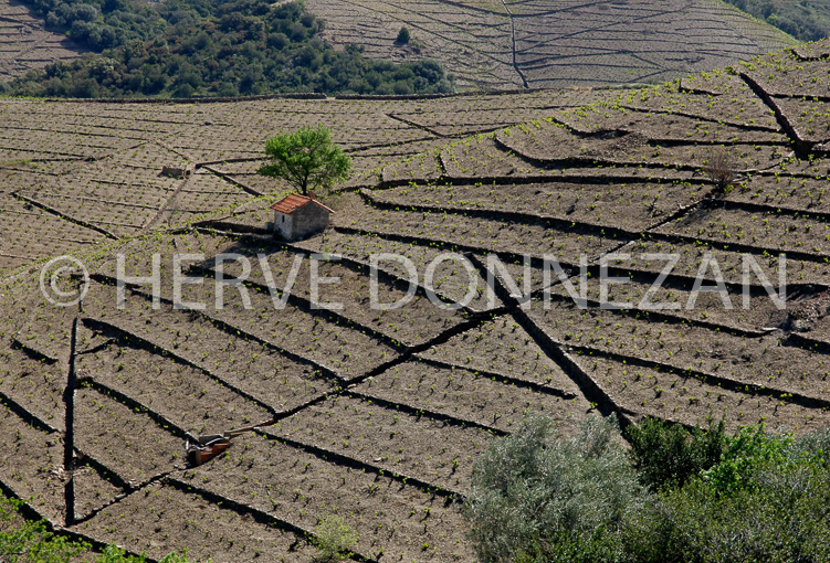 2486_49207_BANYULS_CASOT