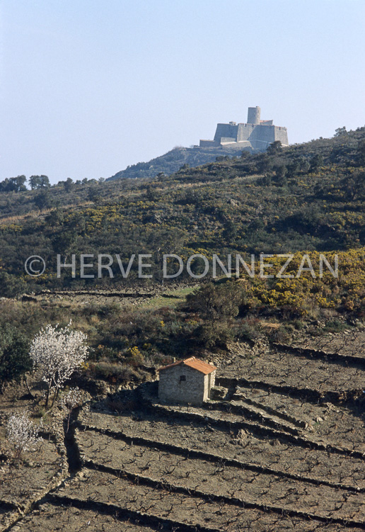 2572_22264_COLLIOURE CASOT_ST ELME
