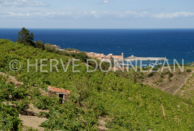2769_52289_COLLIOURE_VIG