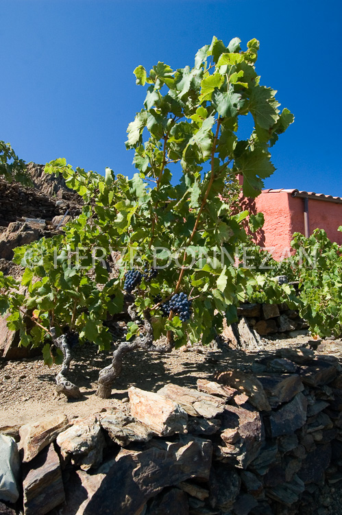2772_46798_CASOT_ROSE_ ST_E