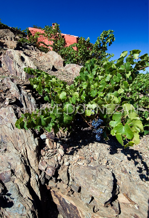 2787_46813_CASOT ROSE_VIGNES
