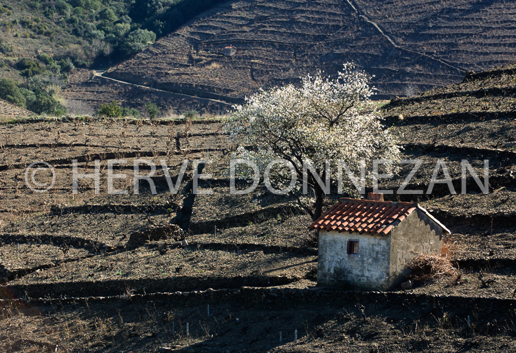 2794_79023_CASOT_AMANDIER
