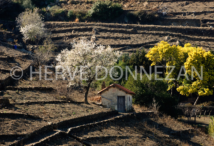 2795_79058_CASOT_AMANDIER_MIMOSAS
