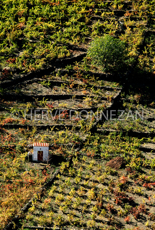 3261_80100_VIGNES_CASO
