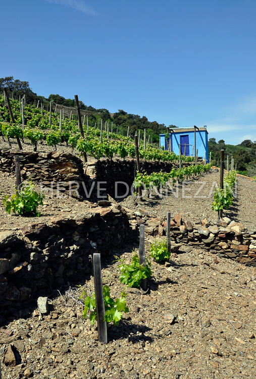 3535_87_COLLIOURE_CASO