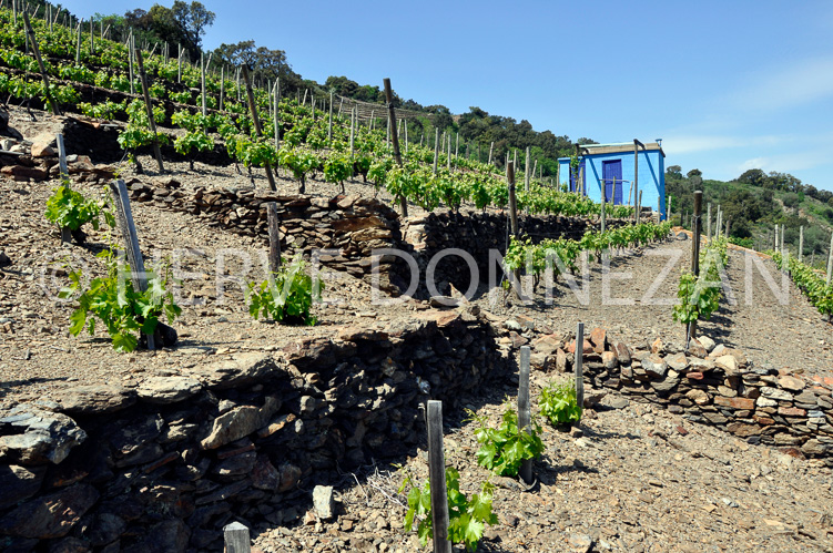 3545_0086COLLIOURE_VIGN