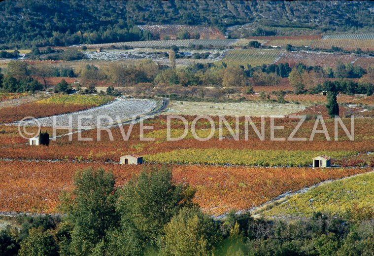 0118 VIGNES AUTOMNE_