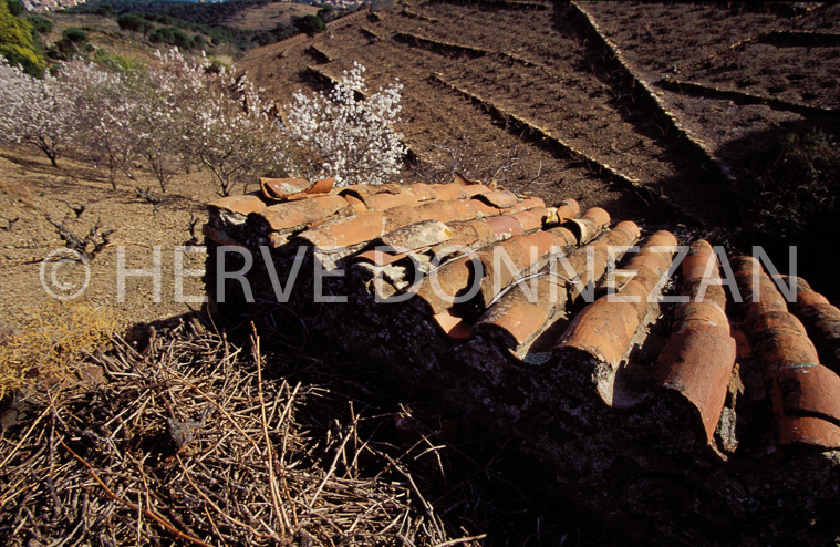 0255 COLLIOURE