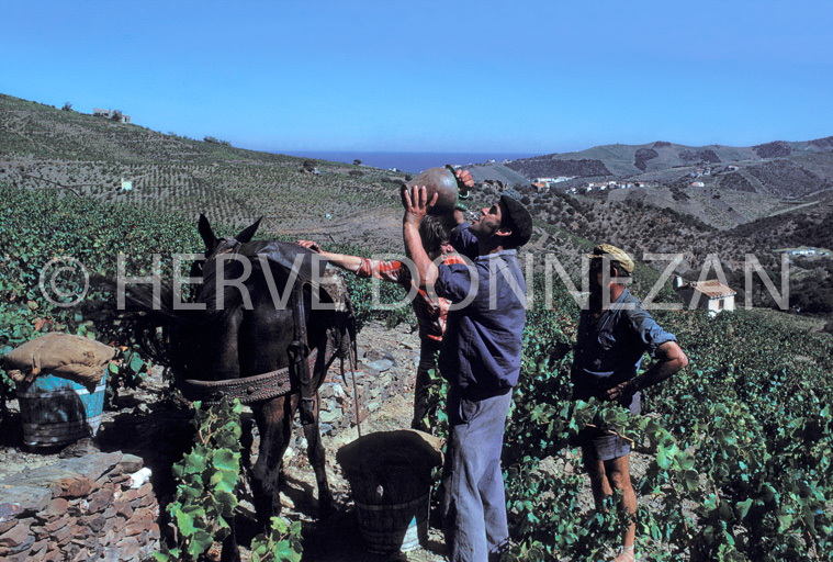 0262_21022_VENDANGES_MULET_BANYULS_