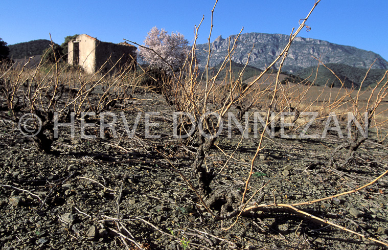 0275 CASOT FENOUILLEDES_A