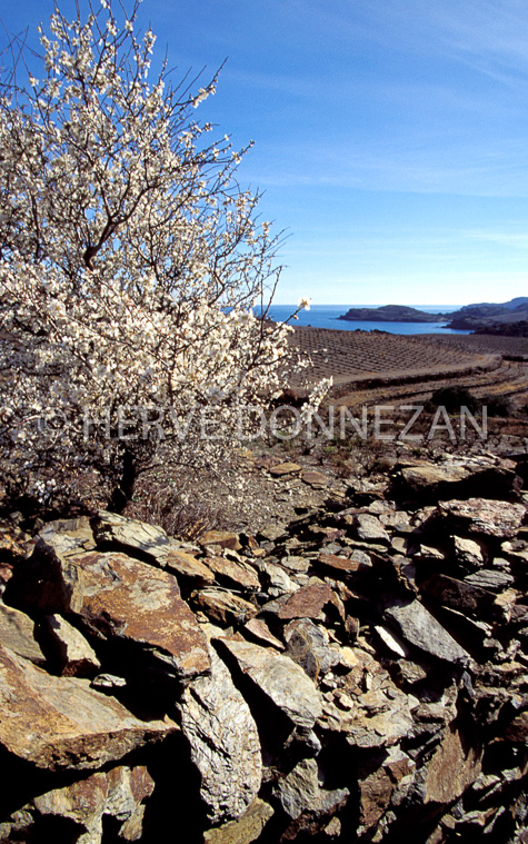 0285 BANYULS PAULILLE_