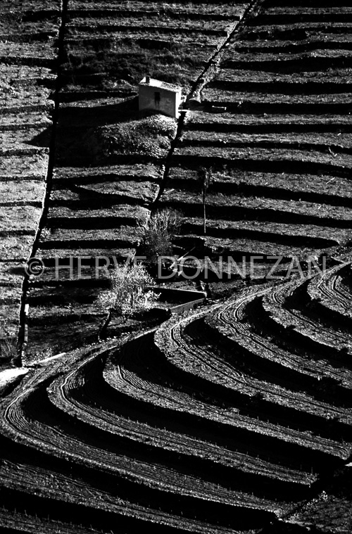 0287 VIGNE BANYULS A4