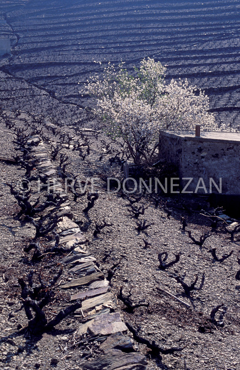 0289 BANYULS VIGNES_