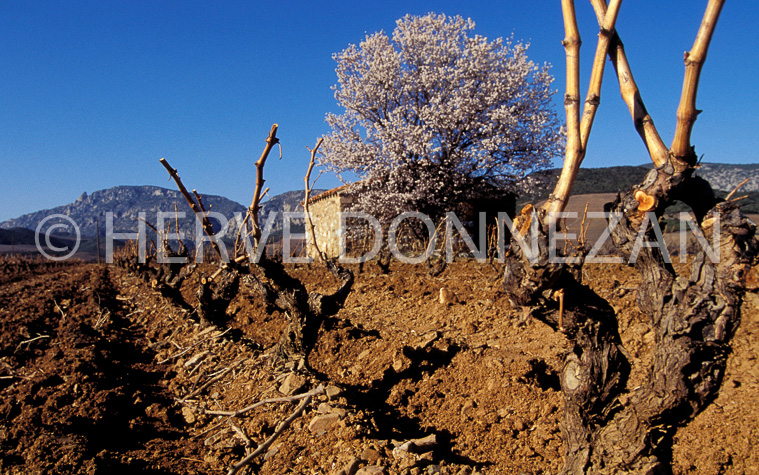 0291  VIGNES FENOUILLEDES_