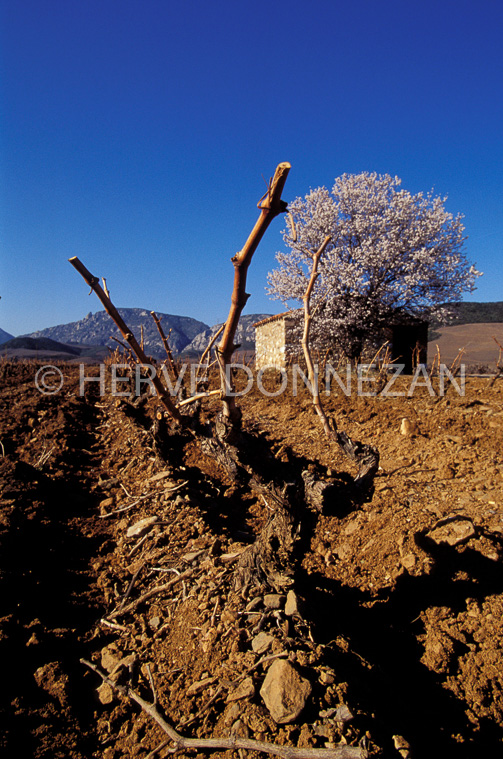 0292  VIGNES FENOUILLEDES_