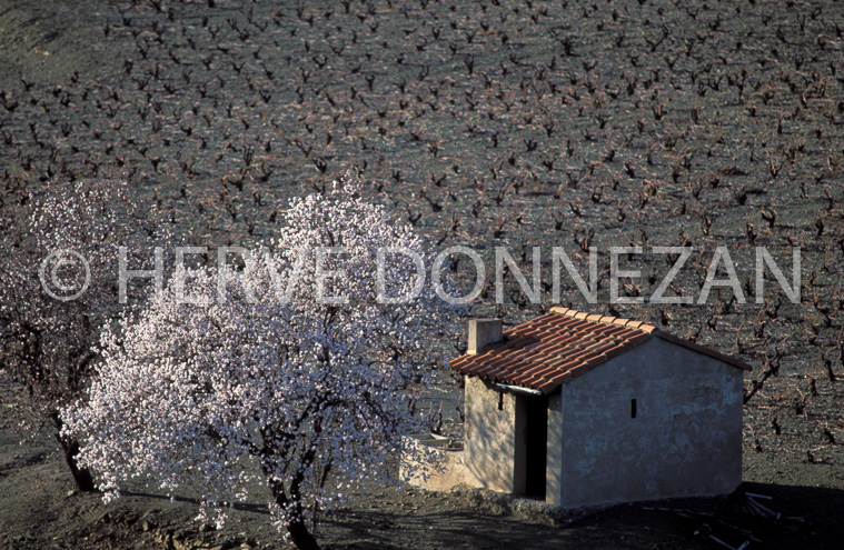 0306-_18557_CASOT_AMANDIER_