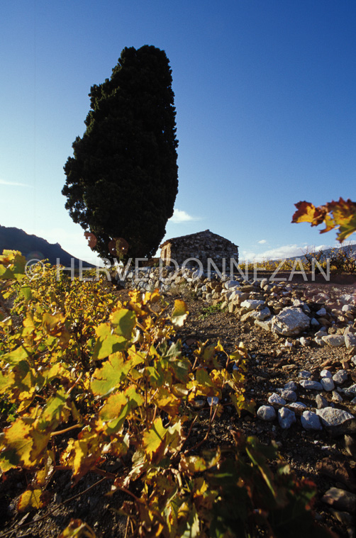0319-0019270 FENOUILLEDES CASOT_