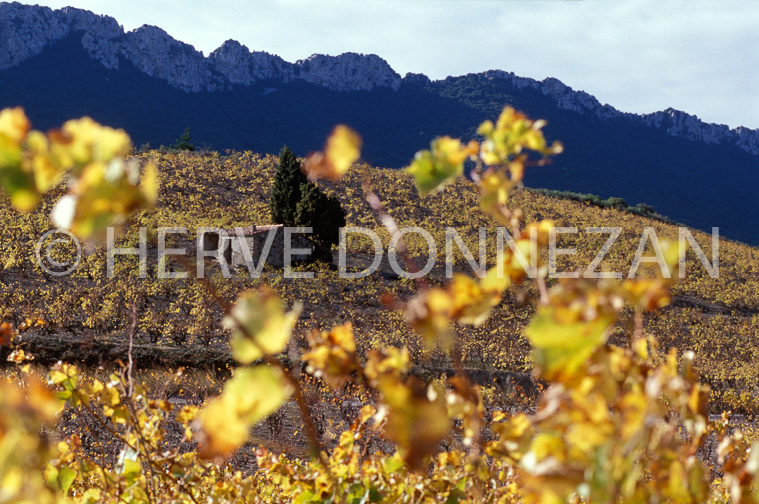 0320 FENOUILLEDES CASOT_